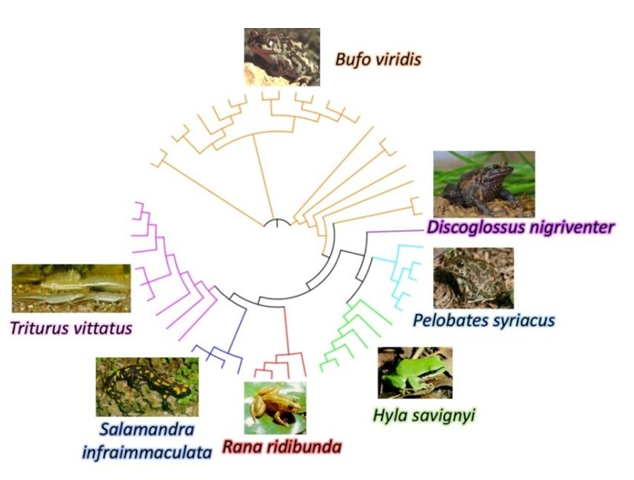 Phylogenetic tree of amphibian species studied in Israel