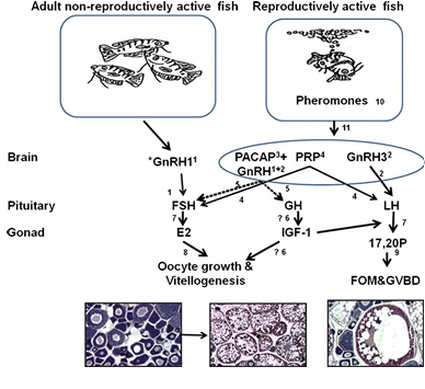 Fish reproductive hormone pathway – brain-pituitary-gonad axis diagram
