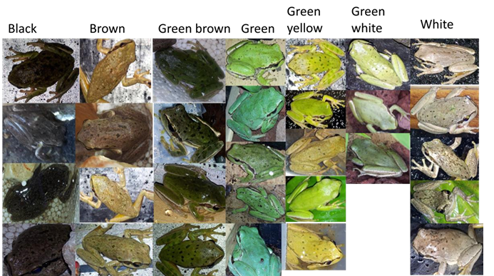 Hyla savignyi color variation grid – 7 color morphs