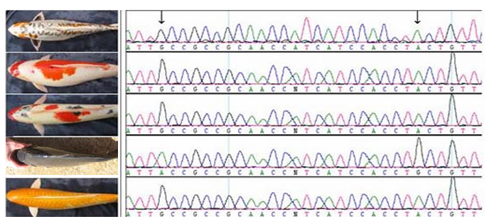 Koi fish varieties with DNA chromatogram sequences for sex determination
