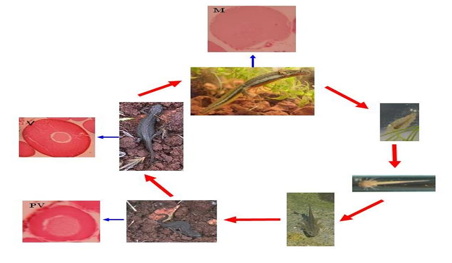 Newt lifecycle with histological sections