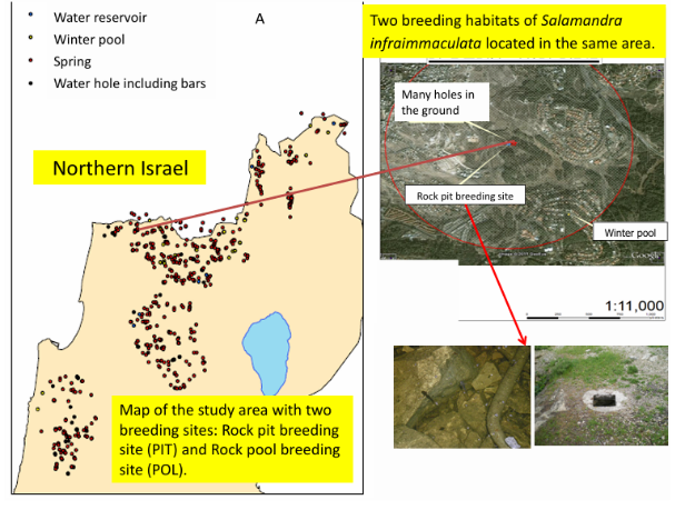 Map of Salamandra infraimmaculata breeding habitats in northern Israel