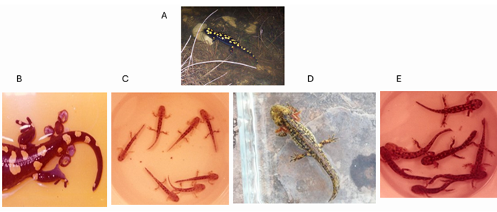 Salamandra infraimmaculata life cycle stages